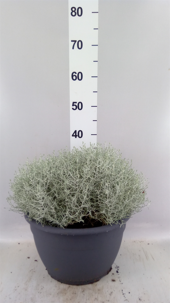 Leucophyta Brownii 30Ø 37cm