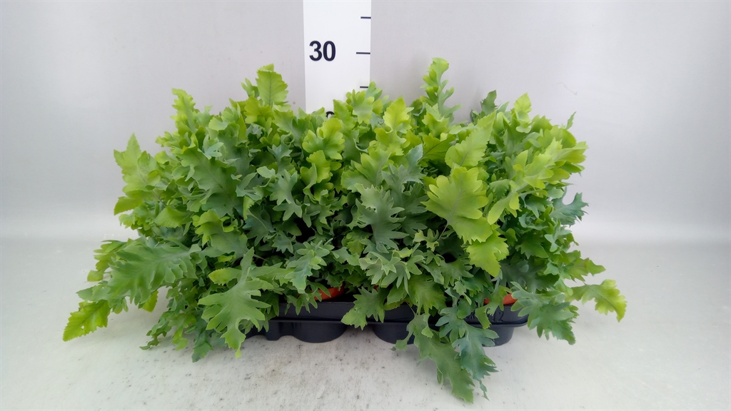 Phlebodium Aureum Davana 9Ø 20cm