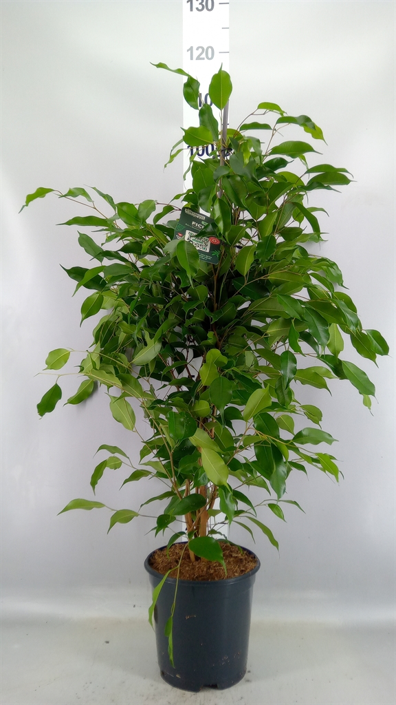 Ficus Benjamina Exotica 21Ø 105cm