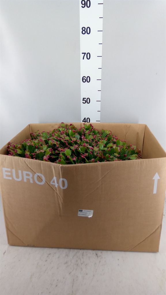 Schlumb Overig 45Ø 45cm