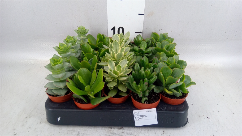 Crassula Mixed 5Ø 10cm