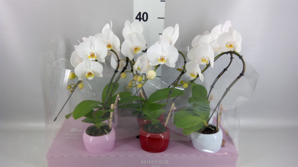 Phalaenopsis White 2 Stem 7Ø 35cm