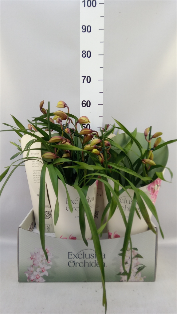 Cymbidium Ov