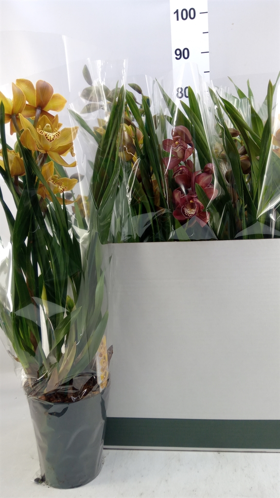 Cymbidium Mixed 14Ø 70cm 2st