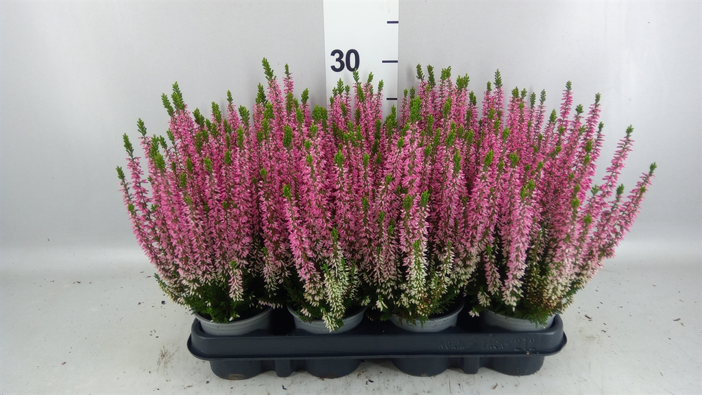 Calluna Beauty Ladies Michelle 9Ø 20cm
