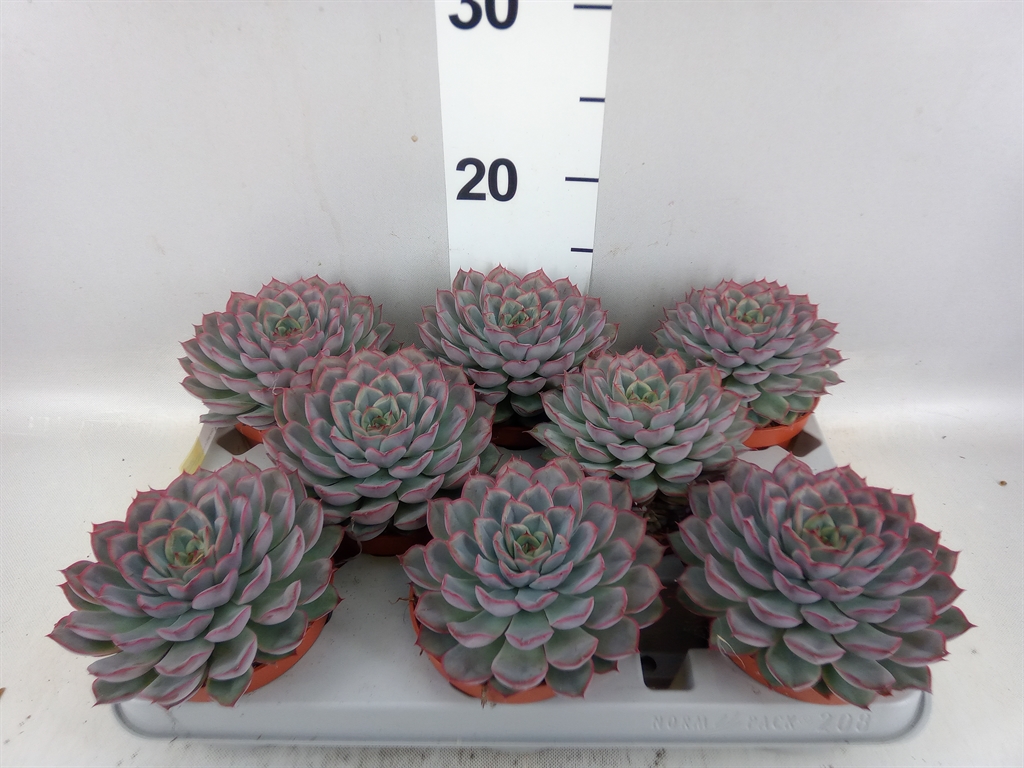 Echeveria Hercules 10Ø 14cm