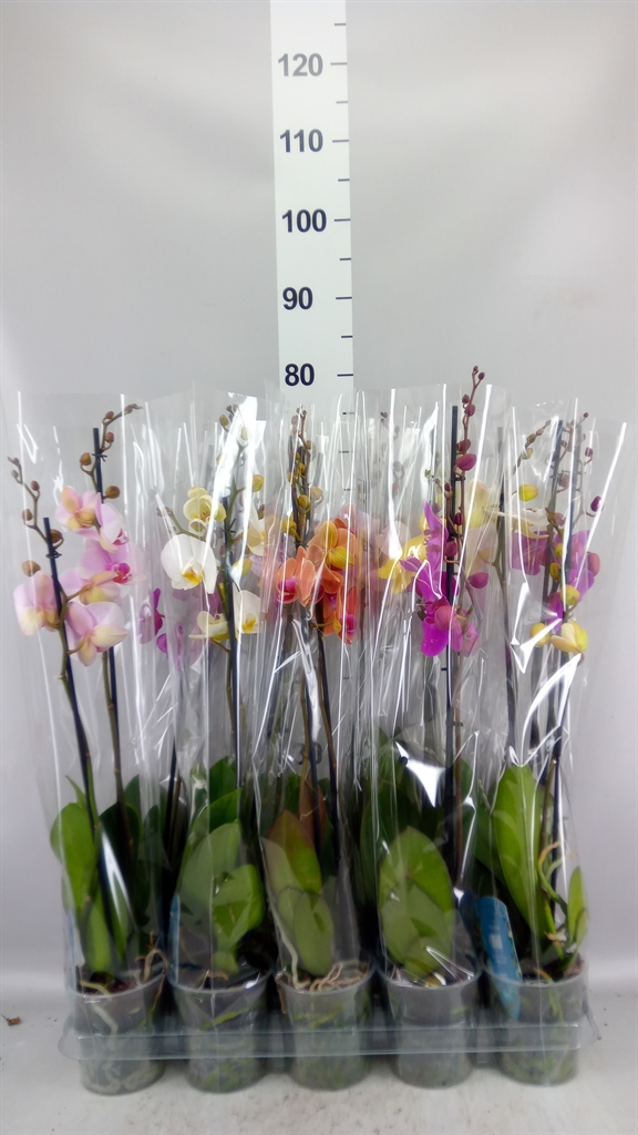 Phalaenopsis Mix 5 Colours 12Ø 55cm 2st