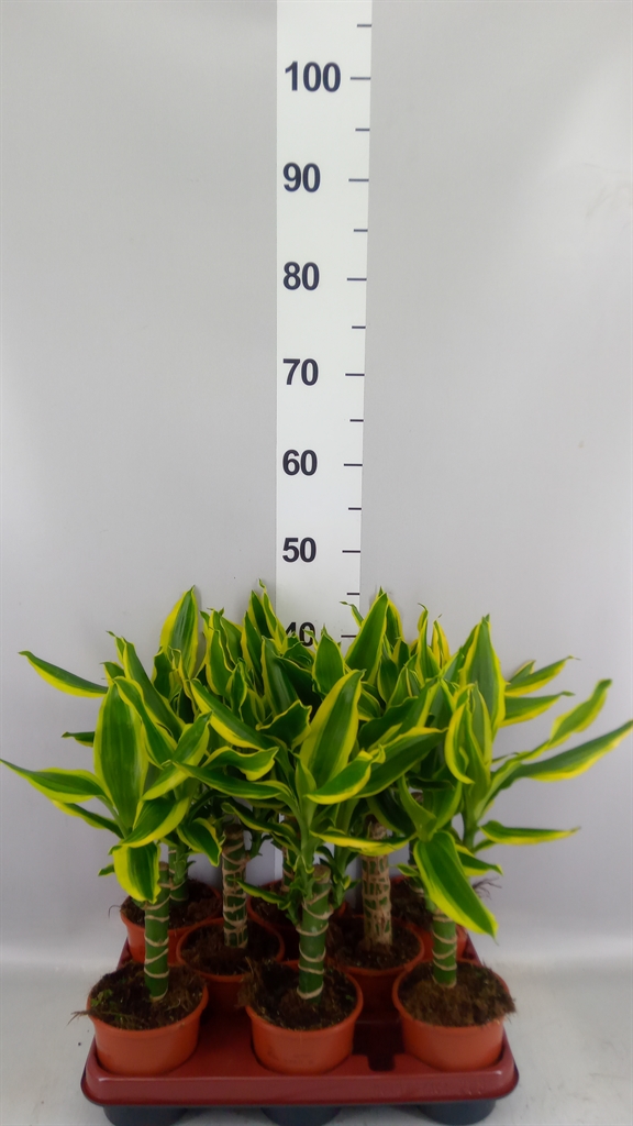 Dracaena Golden King 11Ø 40cm
