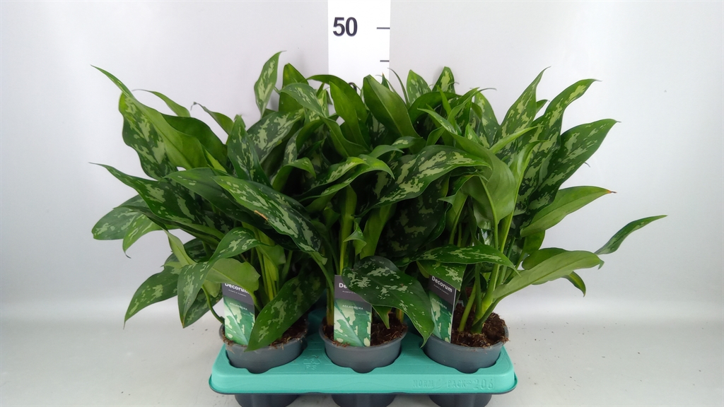 Aglaonema Maria 12Ø 35cm
