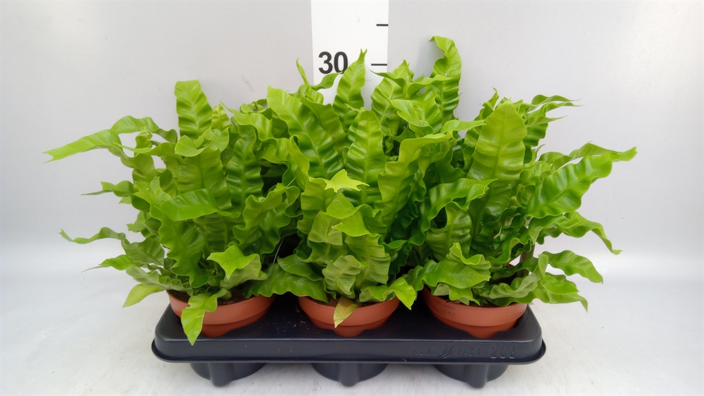 Asplenium Nidus Crispy Wave 12Ø 25cm