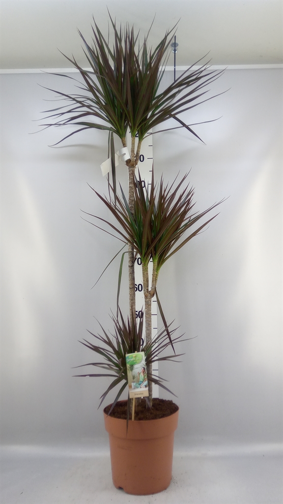 Dracaena Magenta 24Ø 140cm