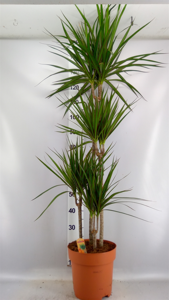 Dracaena 27Ø 150cm