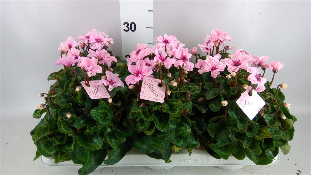 Cyclamen Persicum Illusia 13Ø 25cm