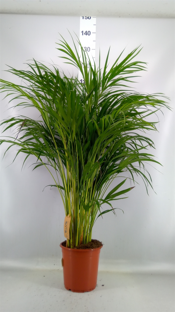 Dypsis Lutescens 21Ø 95cm