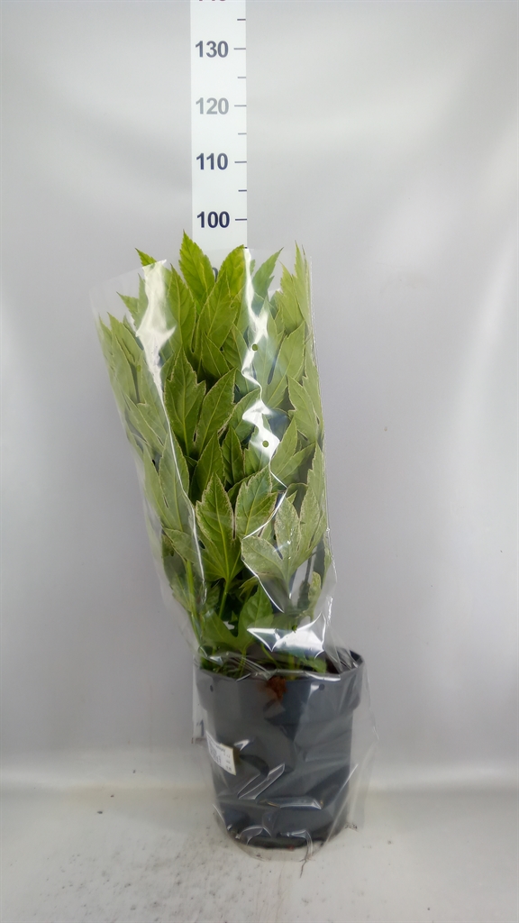 Fatsia Variegata 27Ø 85cm