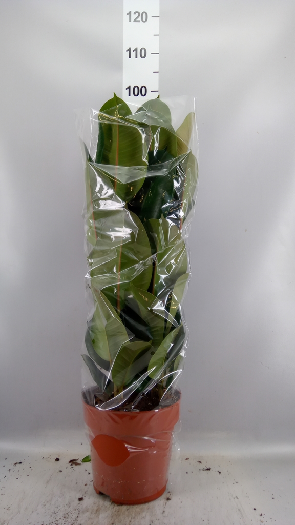 Ficus Robusta 24Ø 85cm