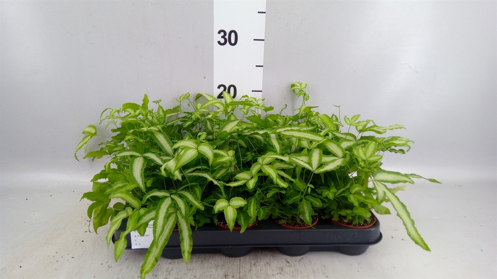 Pteris Albolin(cret) 7Ø 20cm