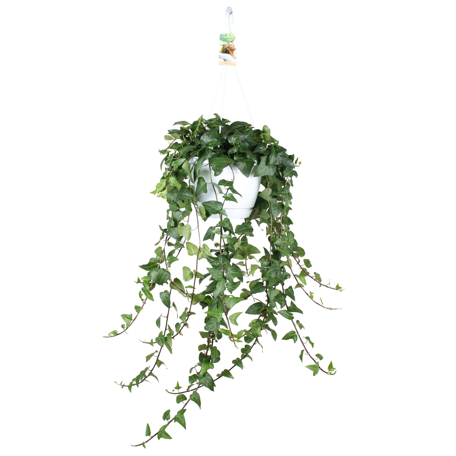 Hedera Helix Mein Herz 24Ø 100cm