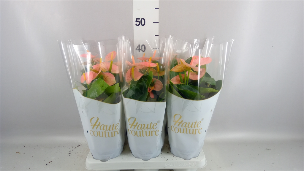 Anthurium Spirit 12Ø 40cm