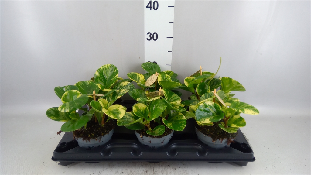 Peperomia Obtusifolia Obtipan Bicolor 12Ø 30cm