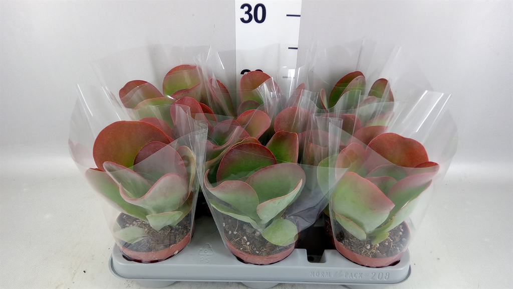 Kalanchoe Red Lips 10Ø 17cm