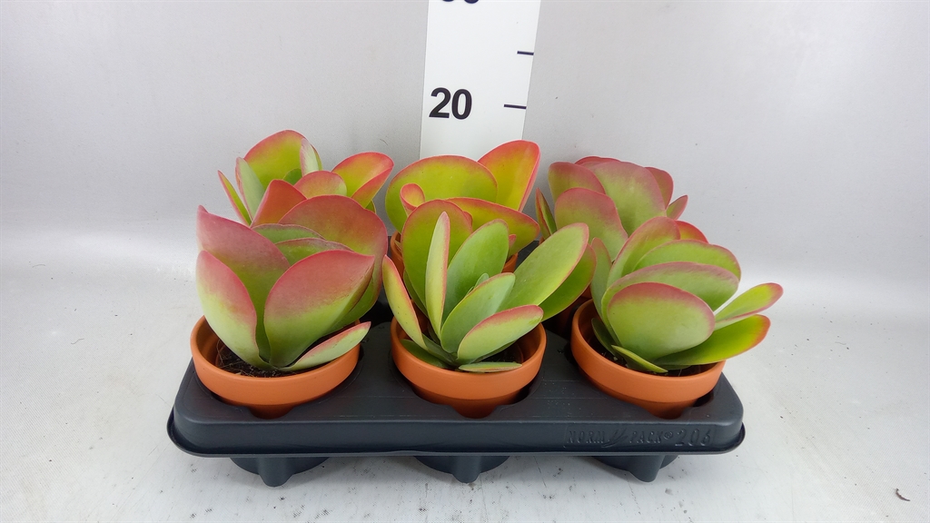 Kalanchoe Thyrsiflora 11Ø 19cm