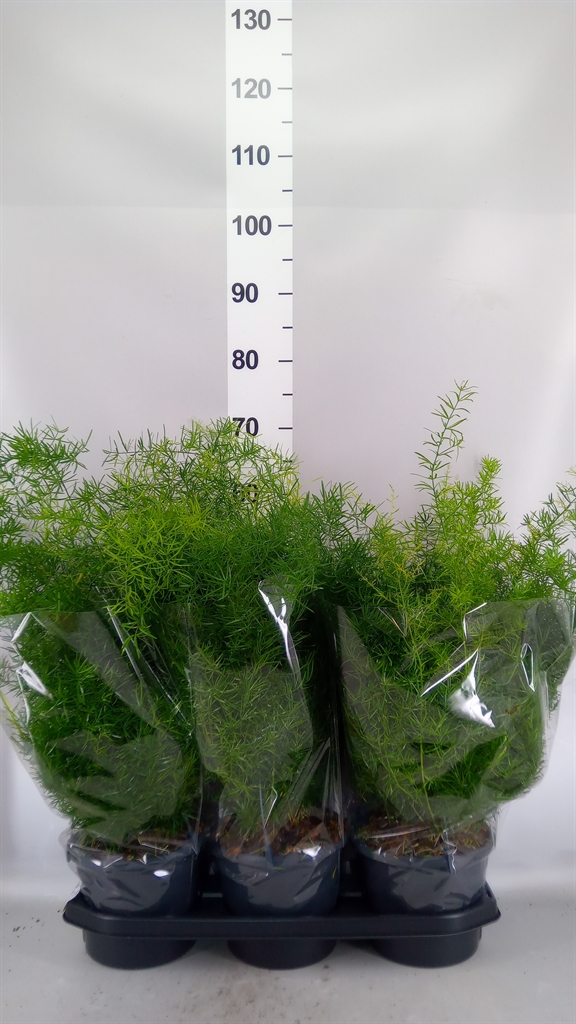 Asparagus Densiflorus Sprengeri 19Ø 60cm