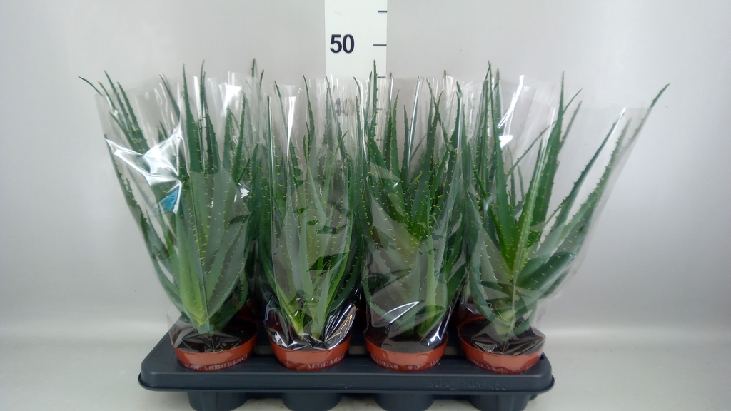 Aloe Arborescens 12Ø 40cm
