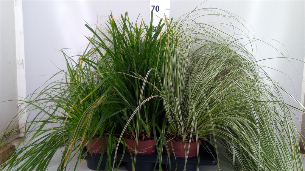 Carex Mix 17Ø 45cm