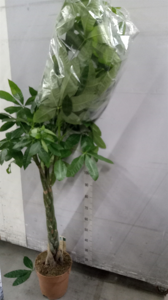 Pachira Aquatica 30Ø 180cm