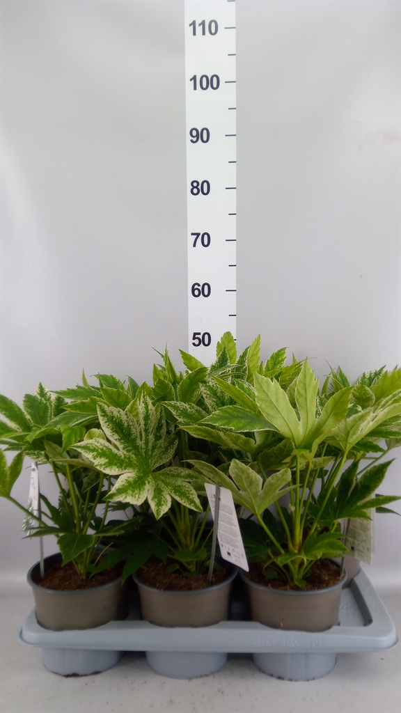 Fatsia Variegata 17Ø 40cm