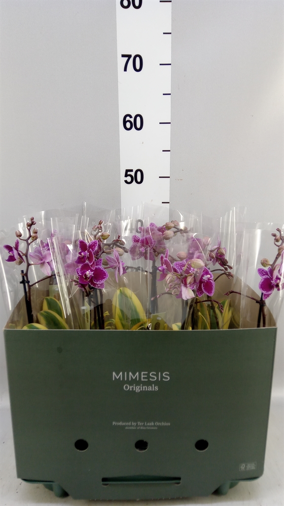 Phalaenopsis Multiflora Hornglin Vicky Magic Leaf 12Ø 50cm 2st
