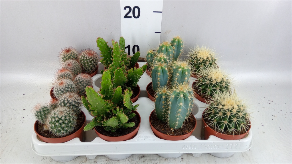Cactus Mix 8Ø 12cm