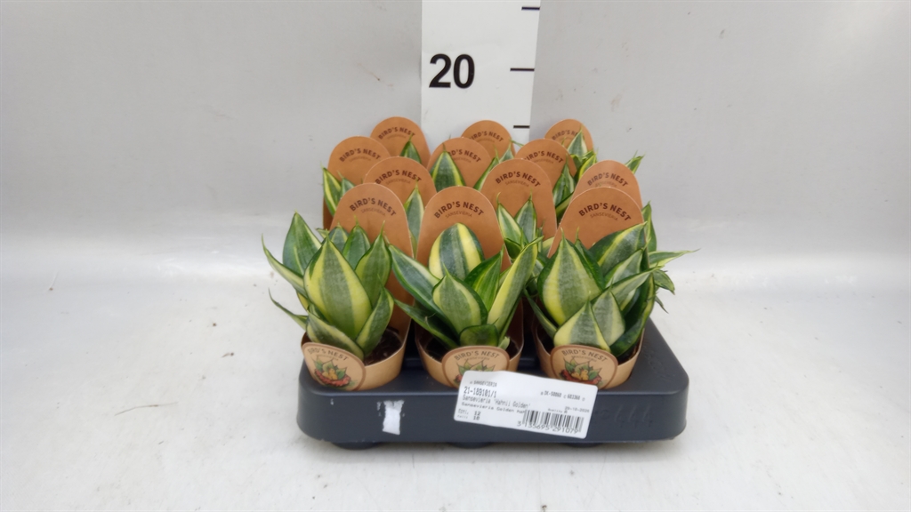 Sansev Golden Hahnii 6Ø 20cm