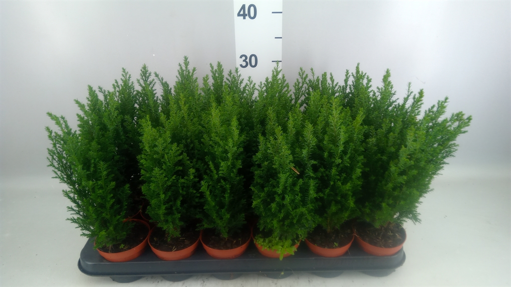 Chamaecyparis Ellwoodii 9Ø 30cm