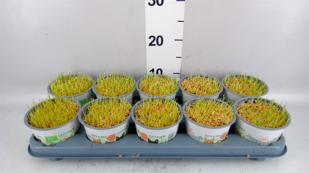 Hordeum Kitty Grass 12Ø 10cm
