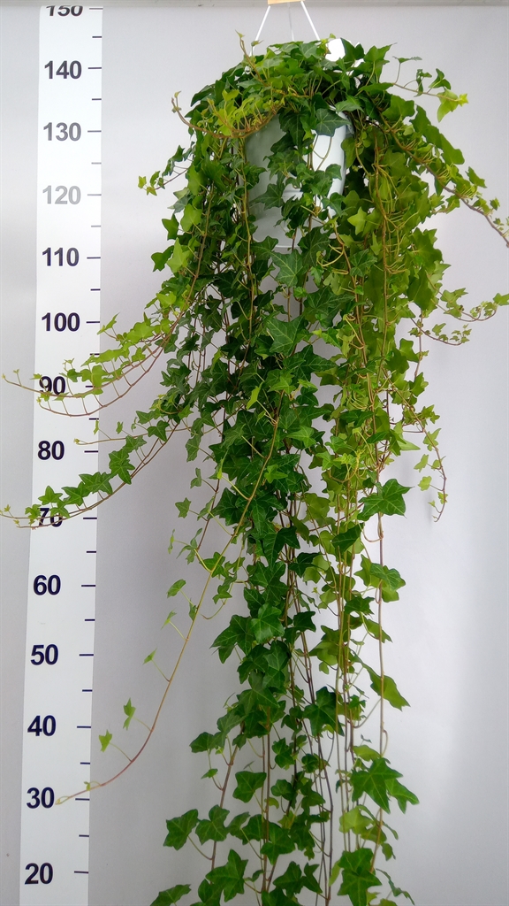 Hedera Helix Pittsburgh 17Ø 70cm