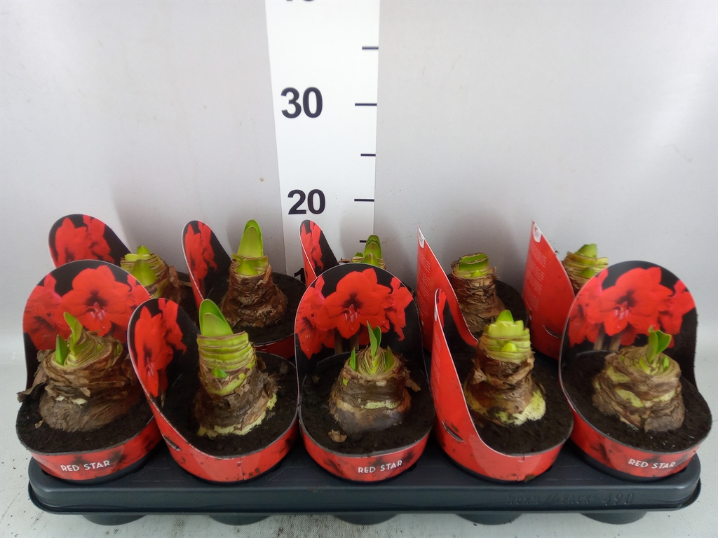 Hippeastrum Red Star 12Ø 25cm