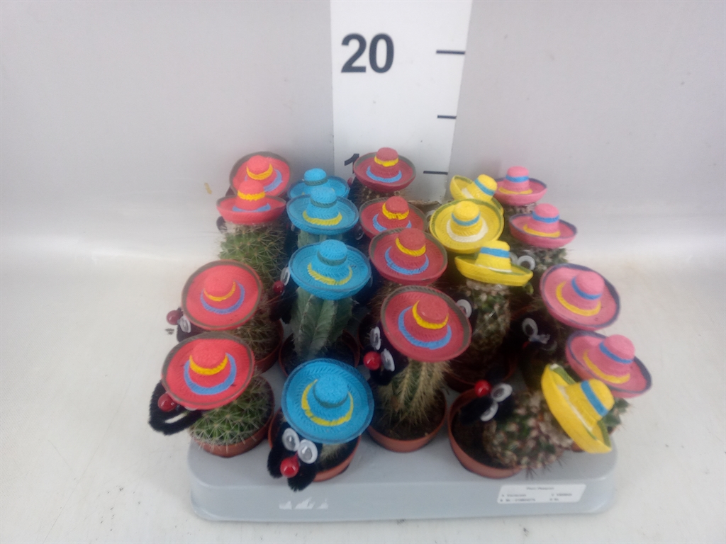Cactus Decorated 5Ø 12cm