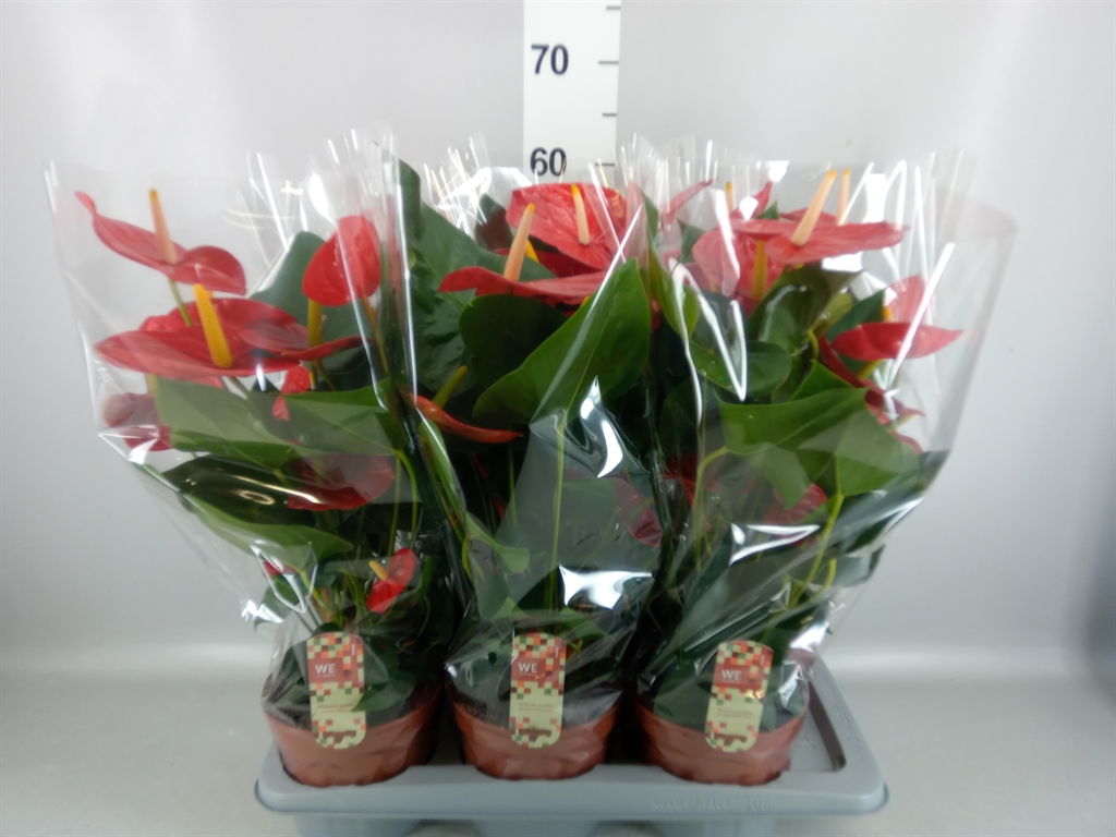 Anthurium Idaho 17Ø 60cm