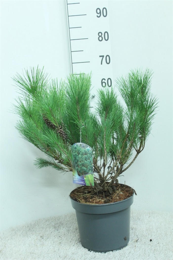 Pinu De Umbraculifer 26Ø 50cm