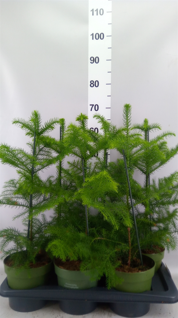 Araucaria Heterophylla 17Ø 50cm