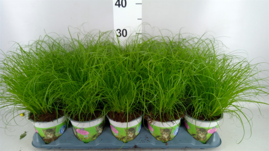 Cyperus Zumula 12Ø 30cm