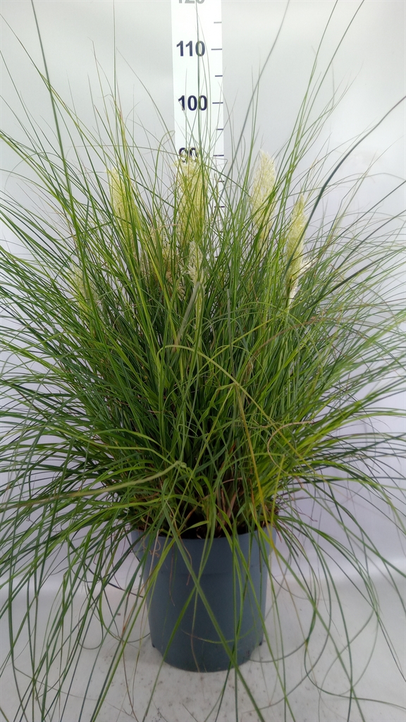Cortaderia Tiny Pampa 27Ø 70cm