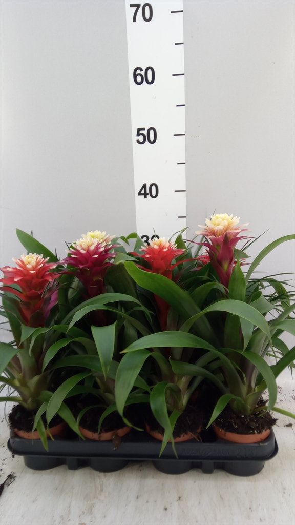 Bromelia Gemengd 9Ø 35cm