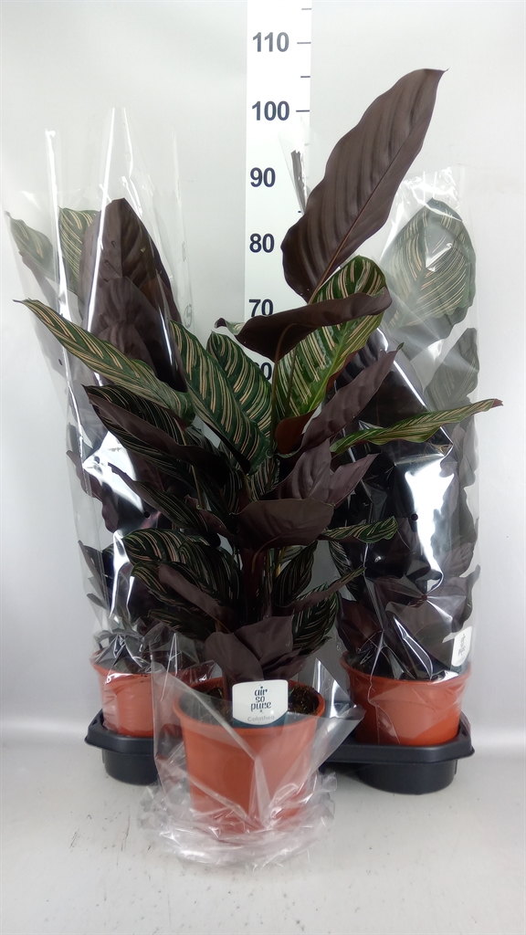 Calathea Sanderiana 19Ø 70cm