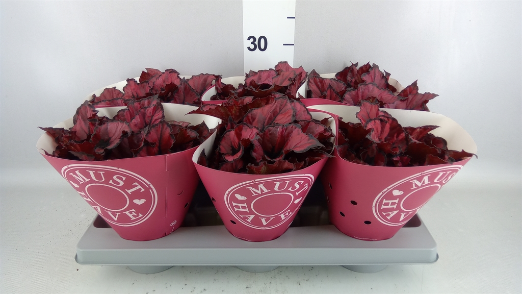 Begonia Leaf Rex Kohala Red 13Ø 25cm
