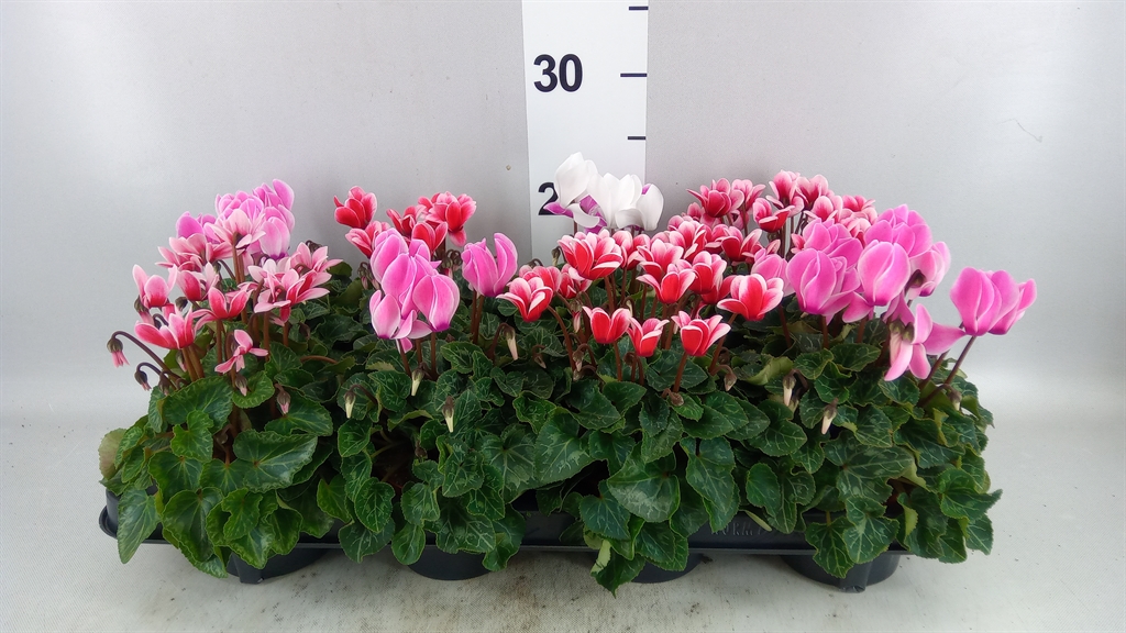 Cyclamen Super Serie Compact Fuji 10Ø 23cm