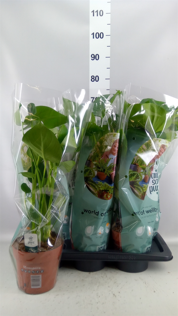 Monstera Deliciosa 17Ø 55cm