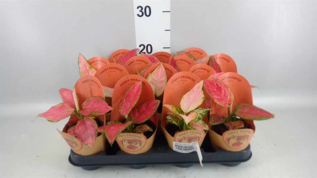 Aglaonema Zebra Feathers 9Ø 30cm